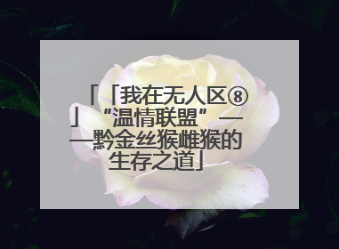 「我在无人区⑧」“温情联盟”——黔金丝猴雌猴的生存之道