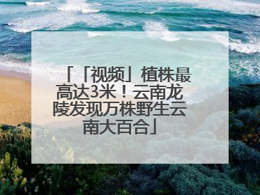 「视频」植株最高达3米！云南龙陵发现万株野生云南大百合