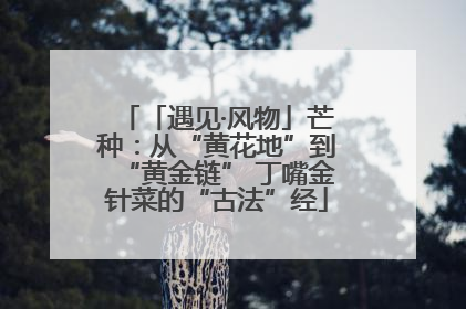 「遇见·风物」芒种：从“黄花地”到“黄金链” 丁嘴金针菜的“古法”经