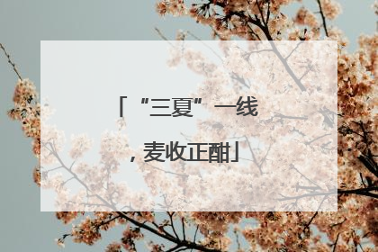 “三夏”一线，麦收正酣