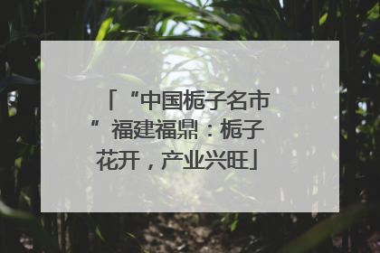 “中国栀子名市”福建福鼎：栀子花开，产业兴旺