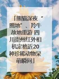 熊猫深夜“圈地”、羚牛故地重游 四川崇州红外相机定格近20种珍稀动物呆萌瞬间