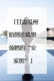甘肃瓜州拍到珍稀黑颈鹤的“安家照”