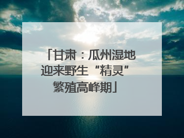 甘肃：瓜州湿地迎来野生“精灵”繁殖高峰期
