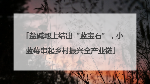 盐碱地上结出“蓝宝石”，小蓝莓串起乡村振兴全产业链