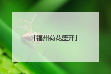福州荷花盛开