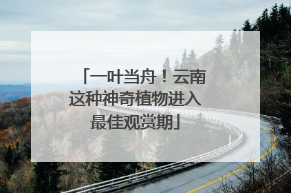 一叶当舟！云南这种神奇植物进入最佳观赏期