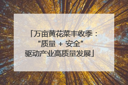 万亩黄花菜丰收季：“质量 + 安全” 驱动产业高质量发展