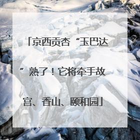 京西贡杏“玉巴达”熟了！它将牵手故宫、香山、颐和园