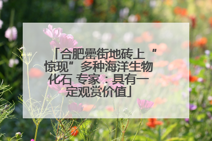 合肥罍街地砖上“惊现”多种海洋生物化石 专家：具有一定观赏价值