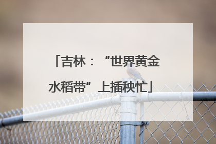 吉林：“世界黄金水稻带”上插秧忙