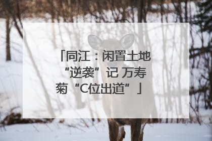 同江：闲置土地“逆袭”记 万寿菊“C位出道”