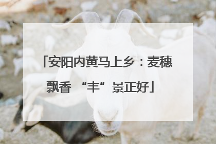 安阳内黄马上乡：麦穗飘香 “丰”景正好