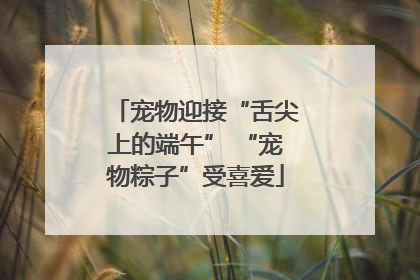宠物迎接“舌尖上的端午” “宠物粽子”受喜爱