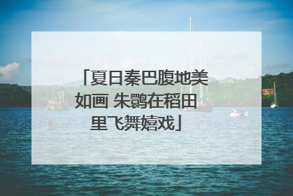 夏日秦巴腹地美如画 朱鹮在稻田里飞舞嬉戏