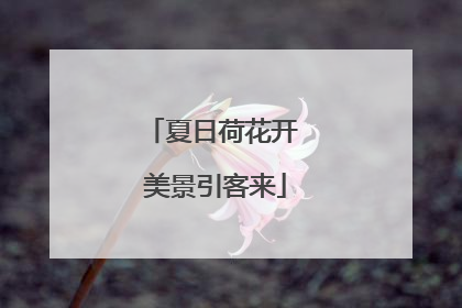 夏日荷花开 美景引客来