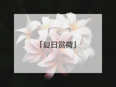 夏日赏荷