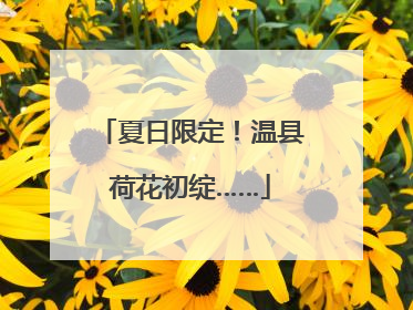 夏日限定！温县荷花初绽……