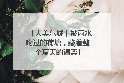 大美东城｜被雨水吻过的荷塘，藏着整个夏天的温柔