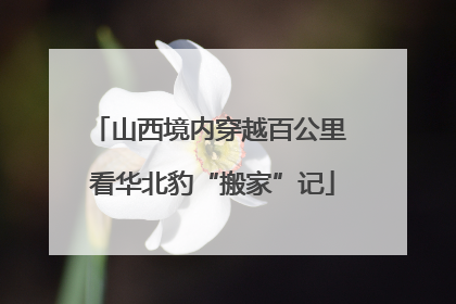 山西境内穿越百公里 看华北豹“搬家”记