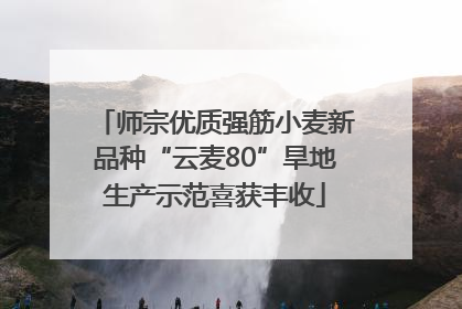 师宗优质强筋小麦新品种“云麦80”旱地生产示范喜获丰收