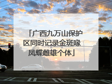 广西九万山保护区同时记录金斑喙凤蝶雌雄个体
