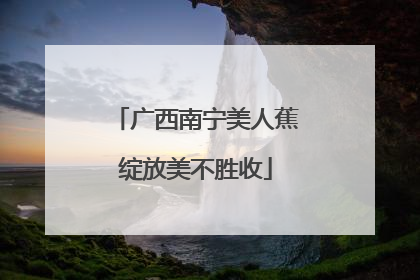 广西南宁美人蕉绽放美不胜收