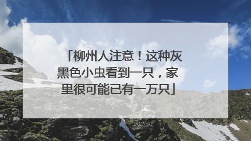 柳州人注意！这种灰黑色小虫看到一只，家里很可能已有一万只
