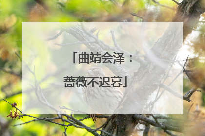 曲靖会泽：蔷薇不迟暮