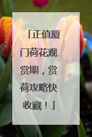 正值厦门荷花观赏期，赏荷攻略快收藏！