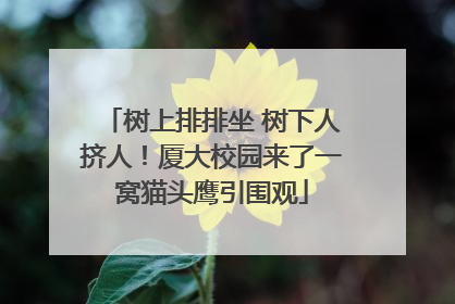 树上排排坐 树下人挤人！厦大校园来了一窝猫头鹰引围观