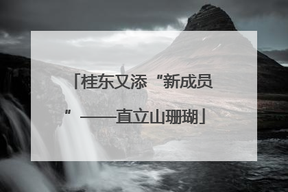 桂东又添“新成员”——直立山珊瑚