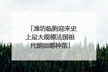 潍坊临朐迎来史上最大规模法国祖代朗德鹅种苗