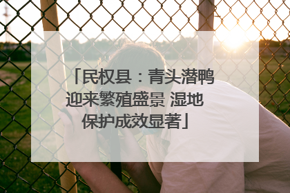 民权县：青头潜鸭迎来繁殖盛景 湿地保护成效显著