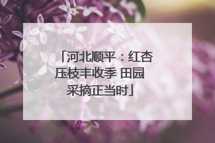 河北顺平：红杏压枝丰收季 田园采摘正当时