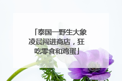 泰国一野生大象凌晨闯进商店，狂吃零食和鸡蛋