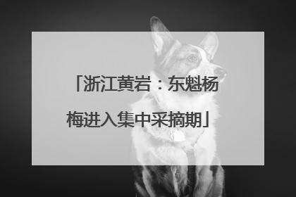 浙江黄岩：东魁杨梅进入集中采摘期