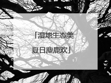 湿地生态美 夏日麋鹿欢