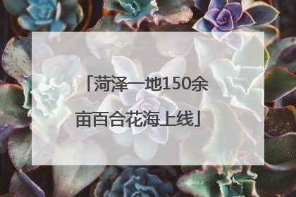 菏泽一地150余亩百合花海上线