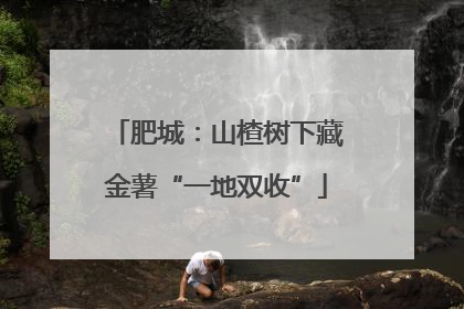 肥城：山楂树下藏金薯“一地双收”