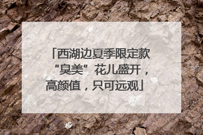 西湖边夏季限定款“臭美”花儿盛开，高颜值，只可远观