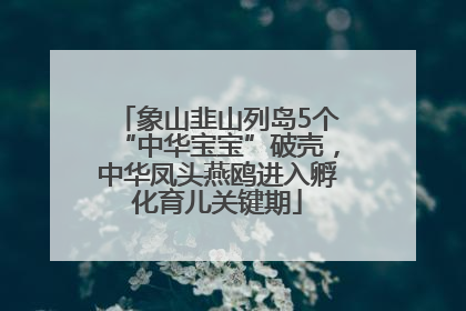 象山韭山列岛5个“中华宝宝”破壳，中华凤头燕鸥进入孵化育儿关键期