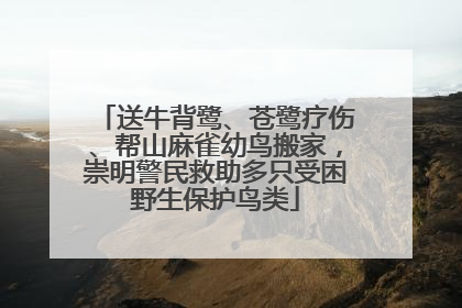 送牛背鹭、苍鹭疗伤、帮山麻雀幼鸟搬家，崇明警民救助多只受困野生保护鸟类
