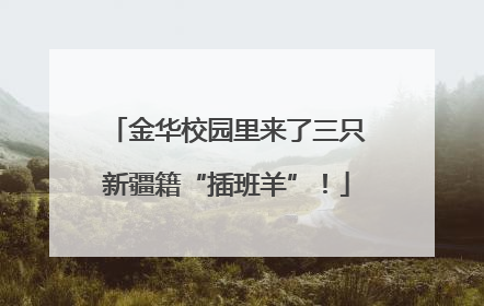 金华校园里来了三只新疆籍“插班羊”！