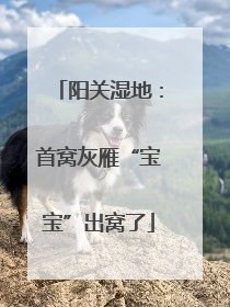 阳关湿地：首窝灰雁“宝宝”出窝了