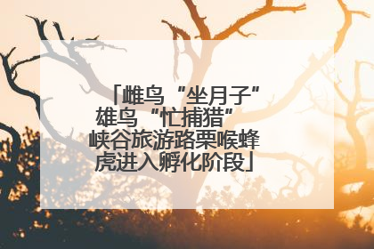 雌鸟“坐月子”雄鸟“忙捕猎” 峡谷旅游路栗喉蜂虎进入孵化阶段