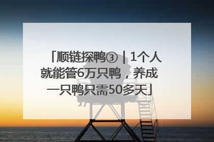 顺链探鸭③｜1个人就能管6万只鸭，养成一只鸭只需50多天