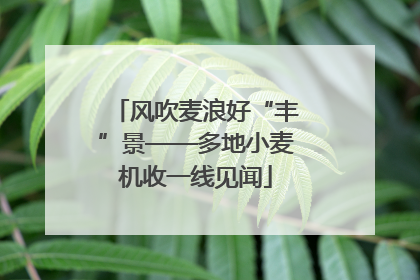 风吹麦浪好“丰”景——多地小麦机收一线见闻