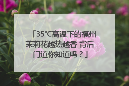 35℃高温下的福州茉莉花越热越香 背后门道你知道吗？